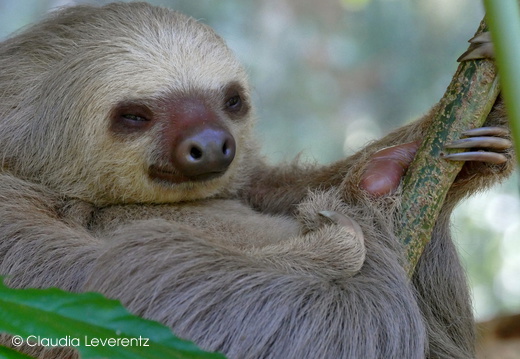Costa Rica - Dieses Album anzeigen Costa Rica
