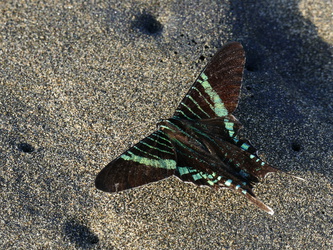 Puerto Viejo - Schmetterling