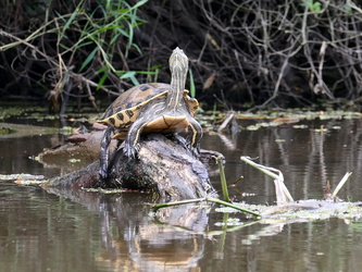 Los Guatuzos - Schildkröte