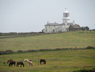 Caldey Island - Pferde