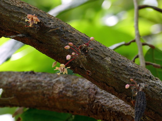 Blüten an einem Kakaobaum - Kakaoblüte