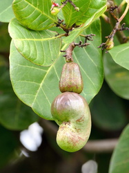 Cashew-Baum mit Frucht