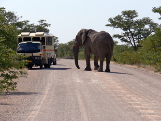 Riesiger Elefant neben Auto