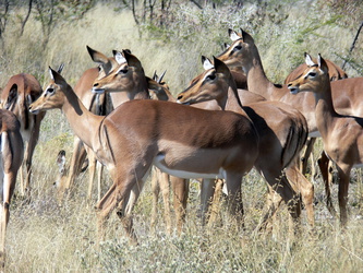 Impala-Herde