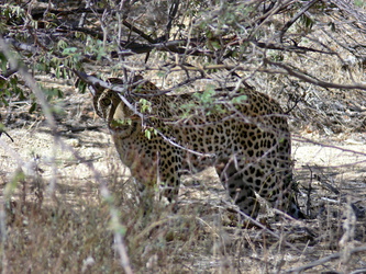 Leopard im Gebüsch