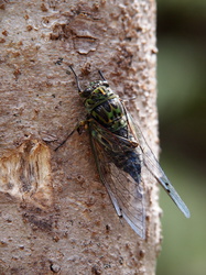 Zikade ... ein Krachmacher im Wald