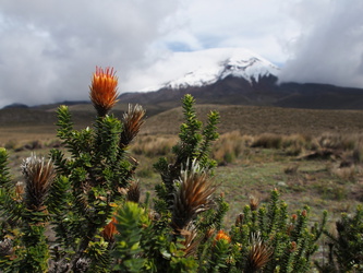 Blume vor dem Chimborazo-Vulkan