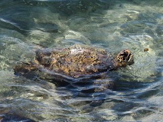 Große Wasserschildkröte am Hafen von Hanga Roa