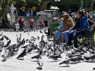 Tauben füttern am Plaza Murillo