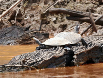 Schildkröten am Ufer