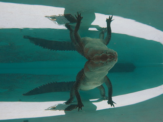 Krokodil im Alice Springs Reptile Center