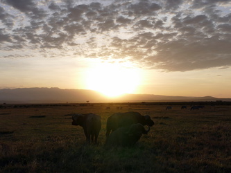 Solio Game Reserve - Büffel im Gegenlicht