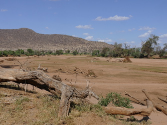 Samburu National Reserve - Ausgetrocknetes Flussbett