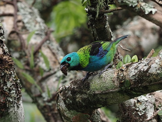 Rio de Janeiro - Prachtvoller Vogel auf dem Corcovado
