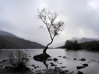 Llyn Padarn - Lone Tree