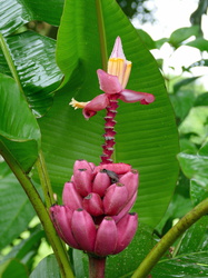 Vulkan Arenal NP - Bananenpflanze