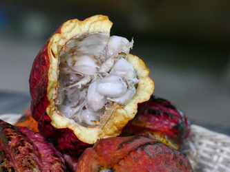 La Tirimbina - Kakaofrucht