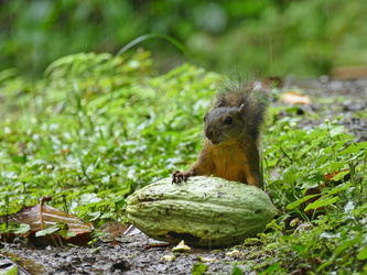 La Tirimbina - Hörnchen mit Kakaofrucht