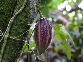 Pozo Azul - Kakaobaum mit Frucht