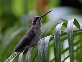 Hotel Cariblue - Junger Kolibri
