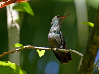 Junger Kolibri