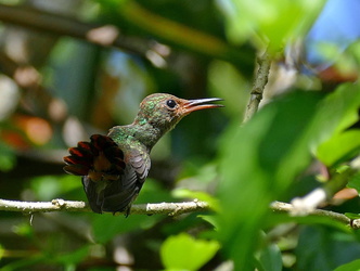 Junger Kolibri