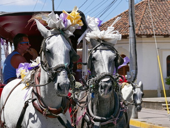 Grenada - Pferdekutsche