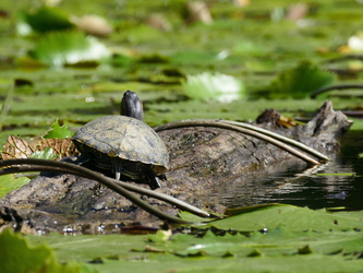 Las Isletas - Schildkröten