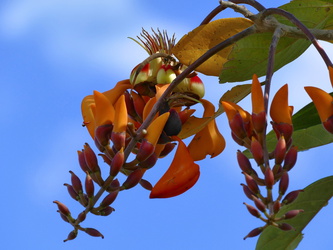 San Miguelito - Exotische Blüte