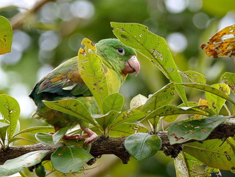 Mancarron - Kleiner Papagei