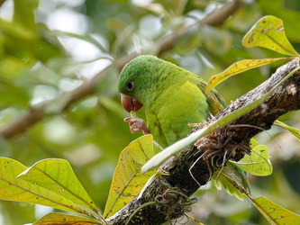 Mancarron - Kleiner Papagei