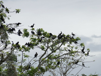 Rio Frio - Vögel