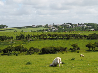 Landschaft mit glücklichem Schaf bei Trewent