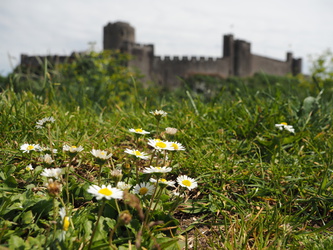 Gänseblümchen am Pembroke Castle