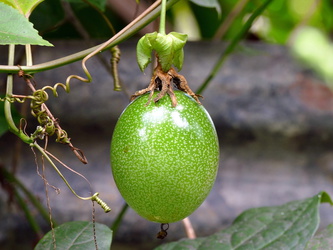Maracuja - Passionsfrucht