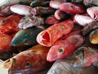 Grenville - Farbenfrohe Fische auf dem Fischmarkt