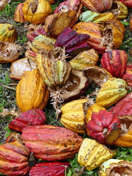 Schalen von Kakaofrüchten