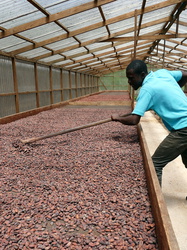 Kakaoverarbeitung