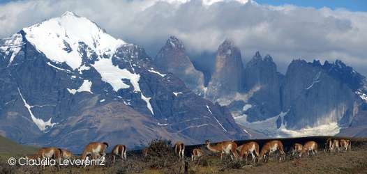 Guanakos vor den Torres del Paine