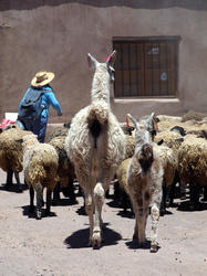 Ziegen und Schafe werden durch die Stadt getrieben ... zwei Lamas sind auch dabei