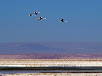 Flamingos im Flug über den Salzsee