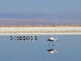 Flamingo im Salzsee