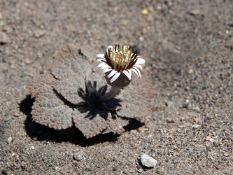 Kleine Blume mitten in der kargen Wüstenlandschaft