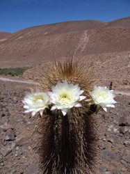 Riesiger Kaktus mit drei Blüten