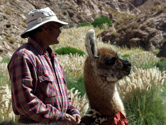 Ziegenhirte mit Lama