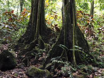 Bäume im Regenwald