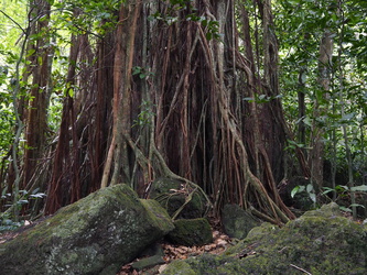 Riesiger Baum im Regenwald