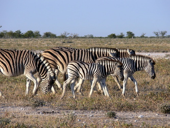 Zebra-Herde