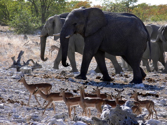 Elefanten und Impalas am Wasserloch