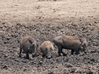 Warzenschweine